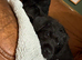 Borderpoo Pups (Border terrier x Miniture poodle)