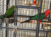 King parrots Glasgow