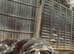 Beautiful Merle cane corso for rehoming