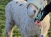 Shetland Pony