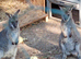 Wallabies 1 years old m/f pair