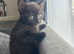 3 beautiful Girl kittens