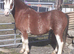 * Flashy Reg Sec A Gelding*