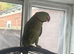 Tame alexanderine budgies parrolets love birds