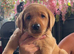 Labrador puppies