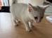 2 white female kitten ones deaf
