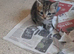 Kittens