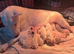 Beautiful Bullterrier pups