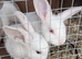 Baby boy bunnies