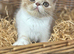 Stunning exotic female kitten ready to leave