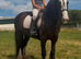 14.2/3H 7Yo Traditional Safe  Family Cob Gelding