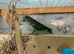 Male dna tested blue bellied Myers