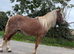 Welsh section a gelding