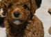 6 beautiful cavapoo puppies