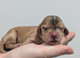 KC Reg Show Type Cocker Spaniel Puppies DNA Tested
