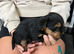 Yorkshire terrier puppies