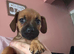Dachshund puppy boy for sale 9weeks