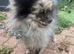 Beautiful Merrill Pomeranian boy