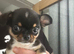Chihuahua puppy (male)