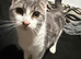 Kittens available for rehome