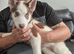 Two 12week old male husky puppies