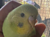 2 hand tame baby budgies