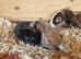 Mini lop babies available for reserve