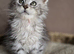 5 beautiful mainecoon kittens available