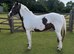 Beautiful 13hh Mare