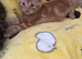 Kittens ready NOW