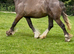 Traditional  IrishChocolate Dun Filly