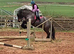 10yr old 14.1hh Pure Bred Dales Mare