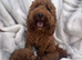 Absolutely stunning Cavapoo puppies