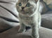 Amazing British blue kittens