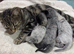 Two Adorable Kittens Looking for Their Forever Homes