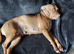 13 month old puppy for sale