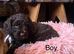 First cross cockapoo puppies
