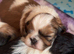 Shih Tzu puppies kc reg