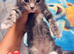 Kitten