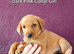 Gorgeous Kc Reg Fox Red Labs From Health Tested Parents
