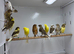 Canaries