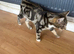 Tabby striped kitten
