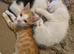 Kittens ready for their forever home