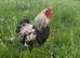 Silver Laced Wyandot rare breed, cockerel.
