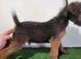 Lakeland terrier