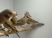 Cut throat finches