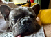 SMURF - Beautiful Frenchie