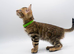 Stunning TICA Registered Bengal Kittens