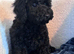 Poodle puppies one boy one girl x