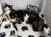 Stunning kittens x bsh &pound;65 each 3 LEFT